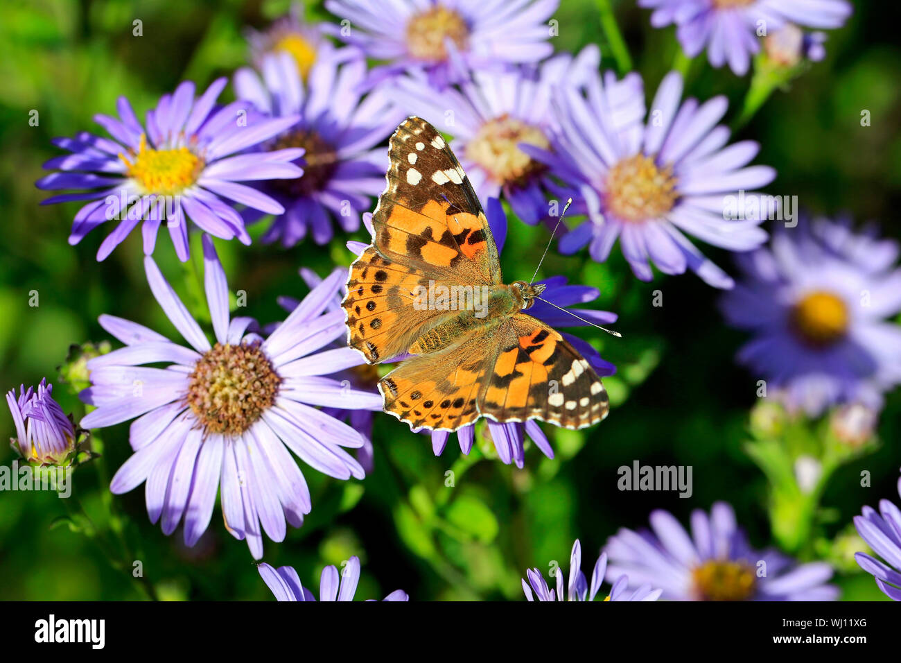 Painted Lady butterfly, Vanessa cardui, feeding on New York Asters, Symphyotrichum novi-belgii on a day of autumn in Finland. Shallow dof. Stock Photo