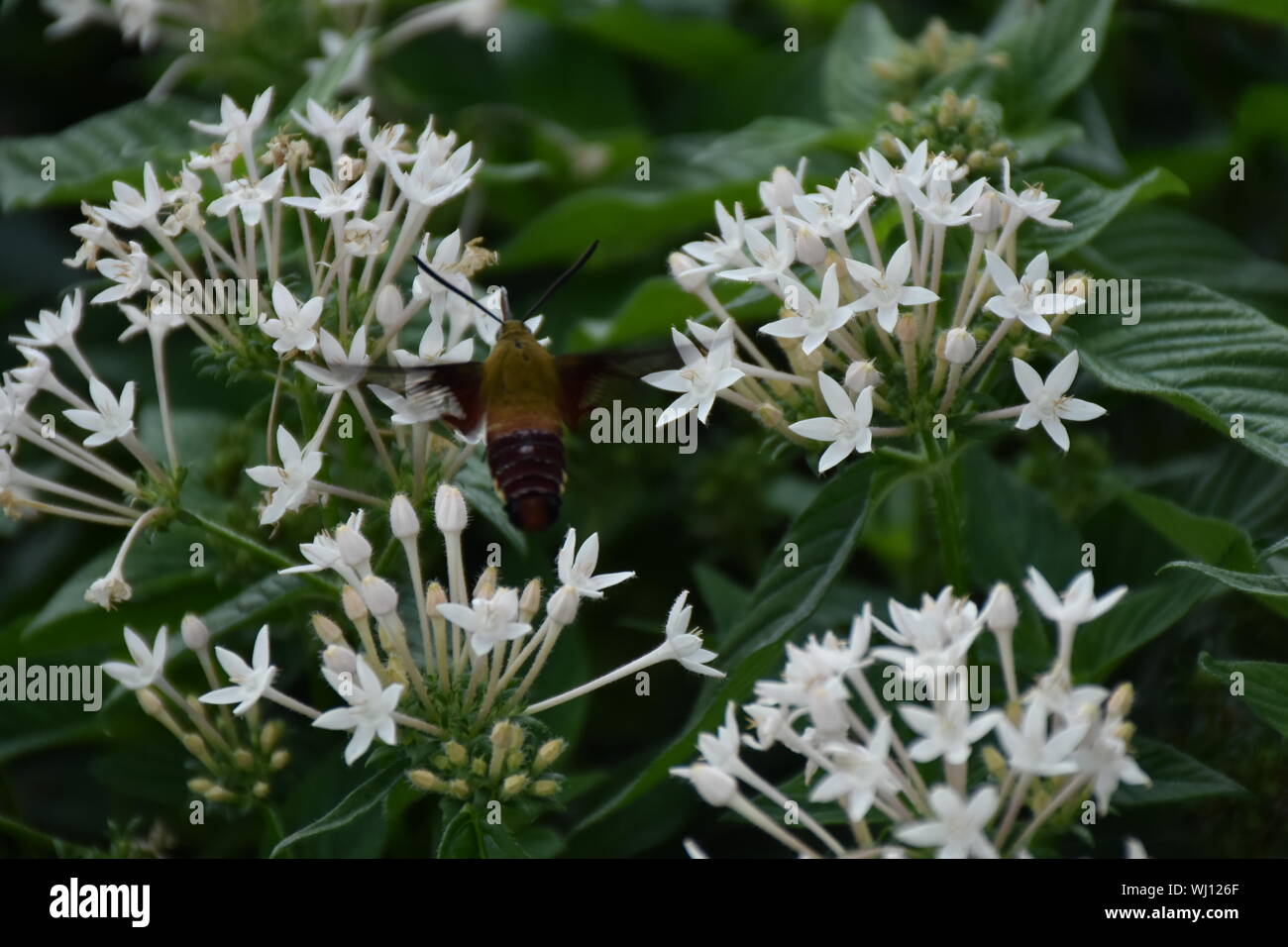 A closeup nature photograph of a Hummingbird Clearwing Moth feeding on a flower. This Hemaris diffinis is feeding. Also known as bee hawk-moth. Stock Photo