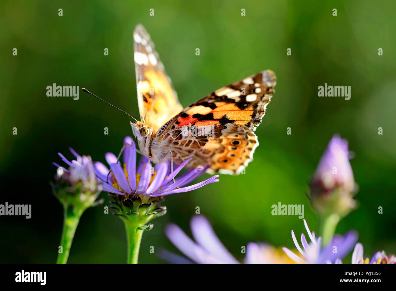 Painted Lady butterfly, Vanessa cardui, feeding on New York Asters, Symphyotrichum novi-belgii on a day of autumn in Finland. Shallow dof. Stock Photo