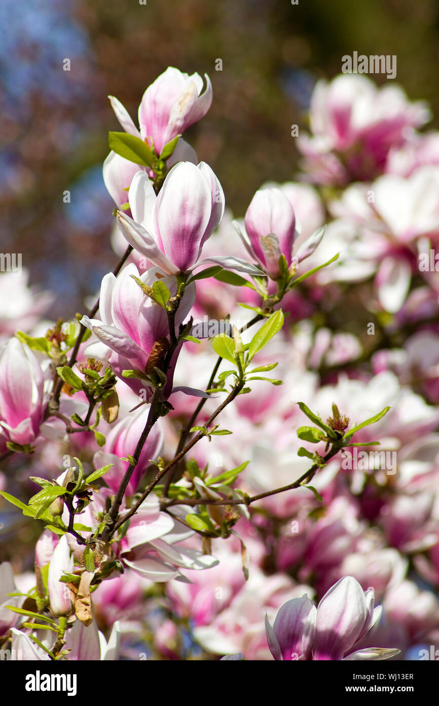 blooming magnolia tree Stock Photo - Alamy