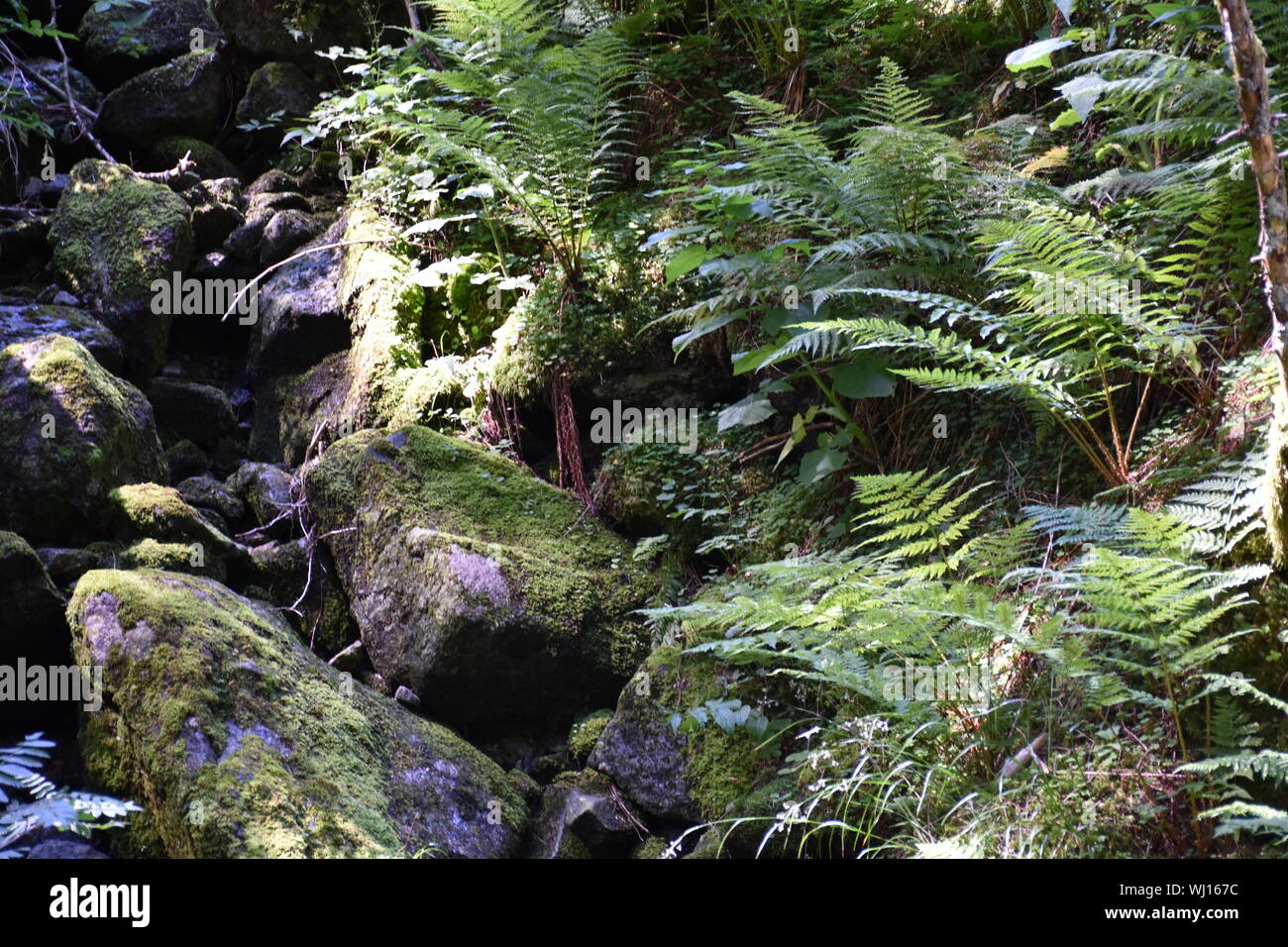 Farn, Farne, Wald, Waldboden, feucht, nass, Sonne, Licht, Schatten,  wachsen, blhen, gedeihen, Brlapp, Farne, Osmundaceae, Knigsfarm,  Schattig, Scha Stock Photo - Alamy