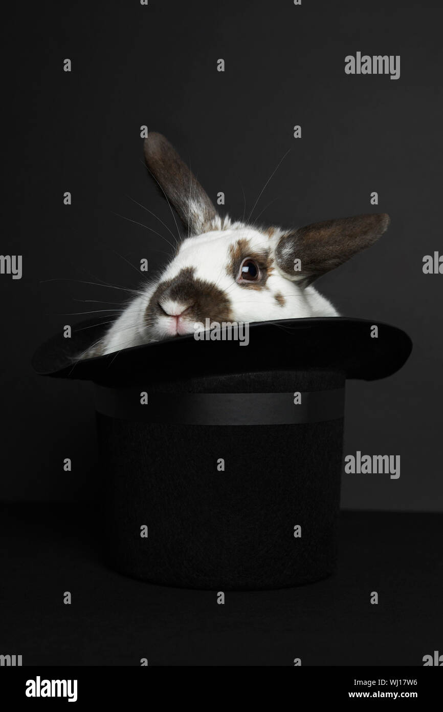 Rabbit in top hat, studio shot Stock Photo - Alamy