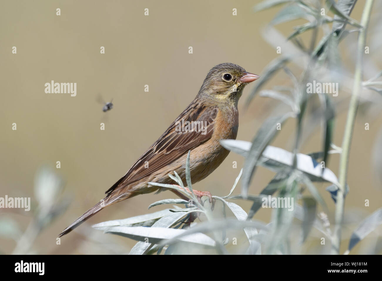 A beautiful oatmeal bird sits on a tree branch with silver-green leaves on a blurry yellow background. Close-up. Stock Photo