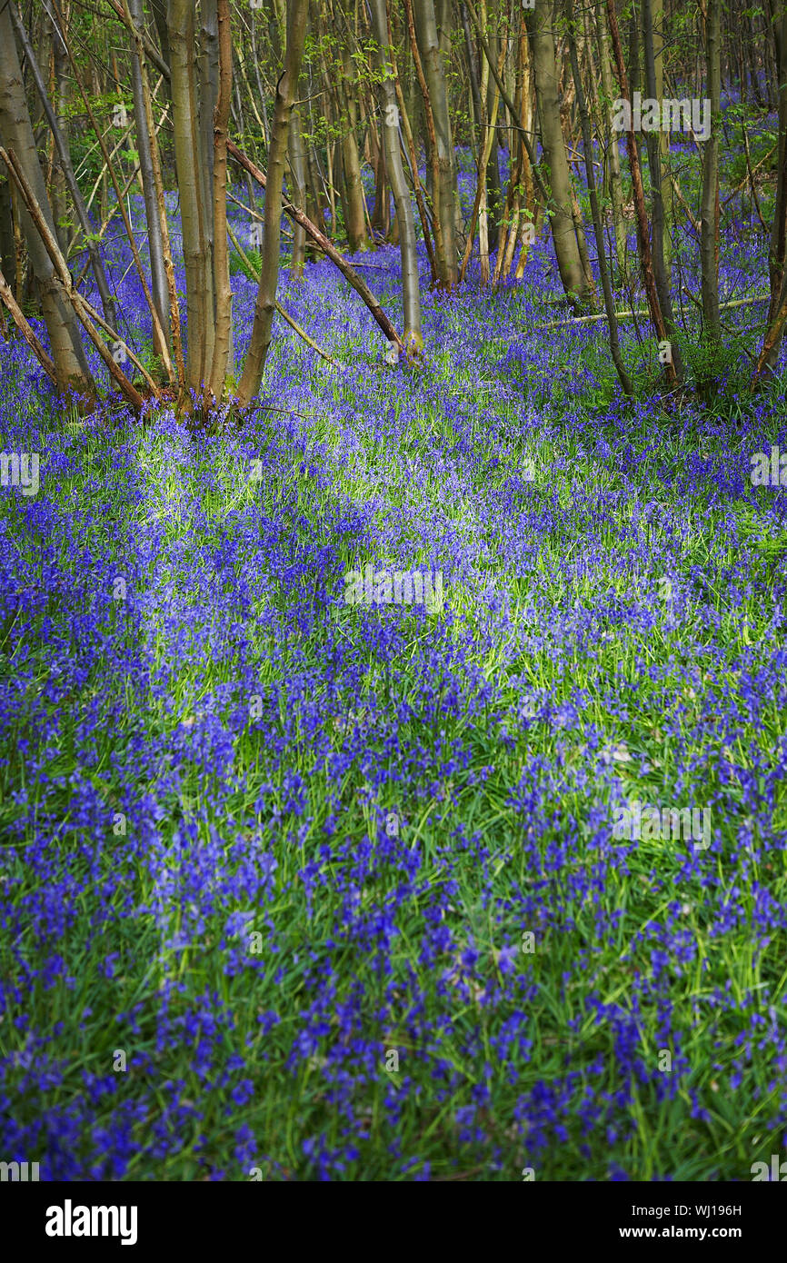 Purple Wildflowers in Forest Stock Photo - Alamy