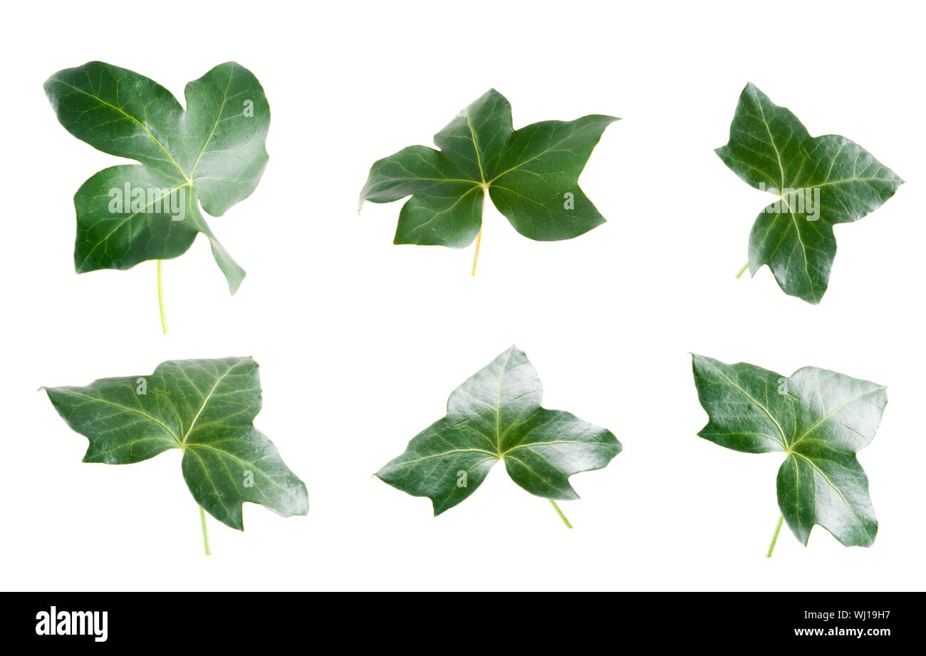Green ivy leaves isolated on white background Stock Photo - Alamy