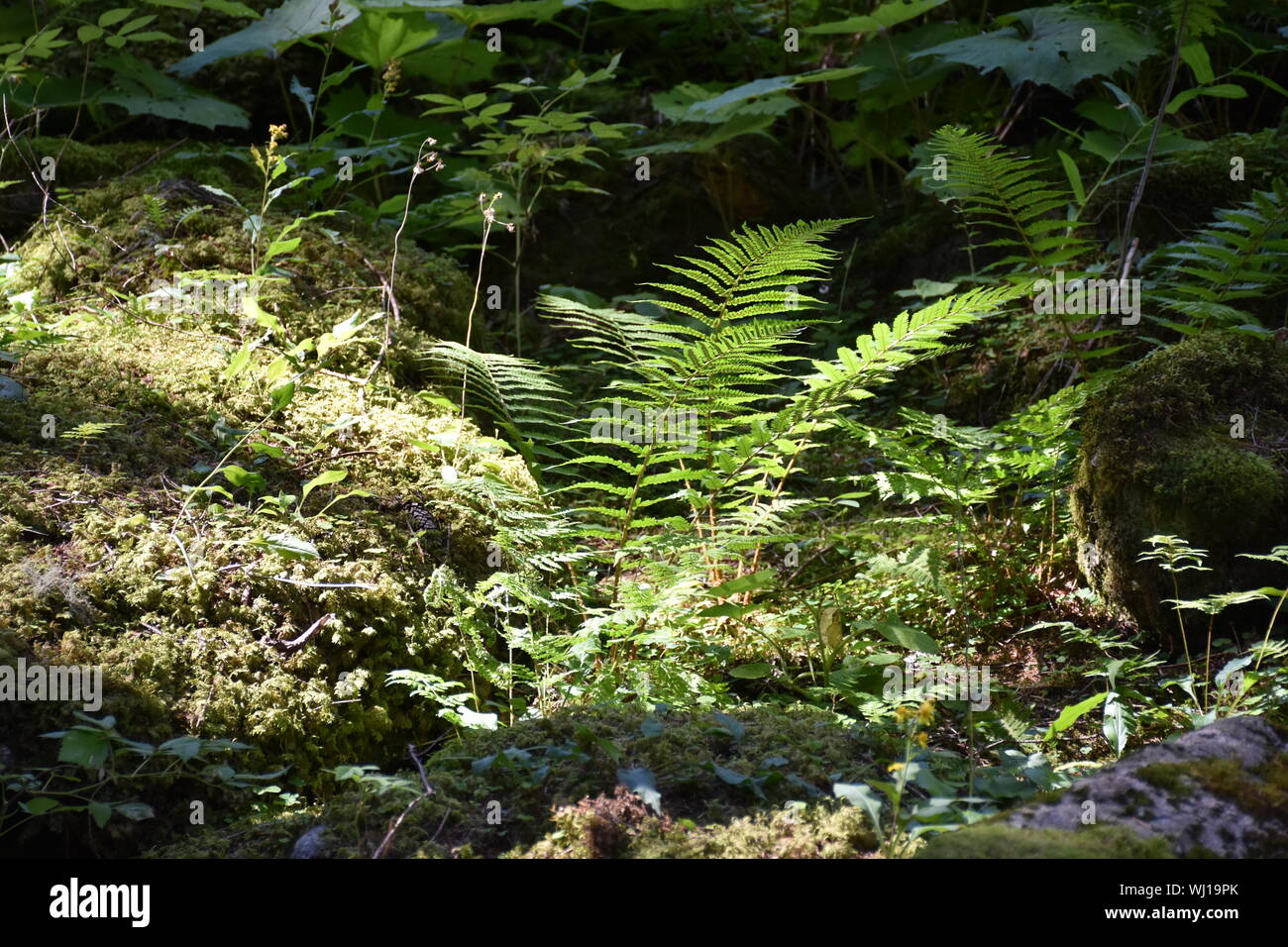 Farn, Farne, Wald, Waldboden, feucht, nass, Sonne, Licht, Schatten, wachsen, blühen, gedeihen, Bärlapp, Farne, Osmundaceae, Königsfarm, Schattig, Scha Stock Photo