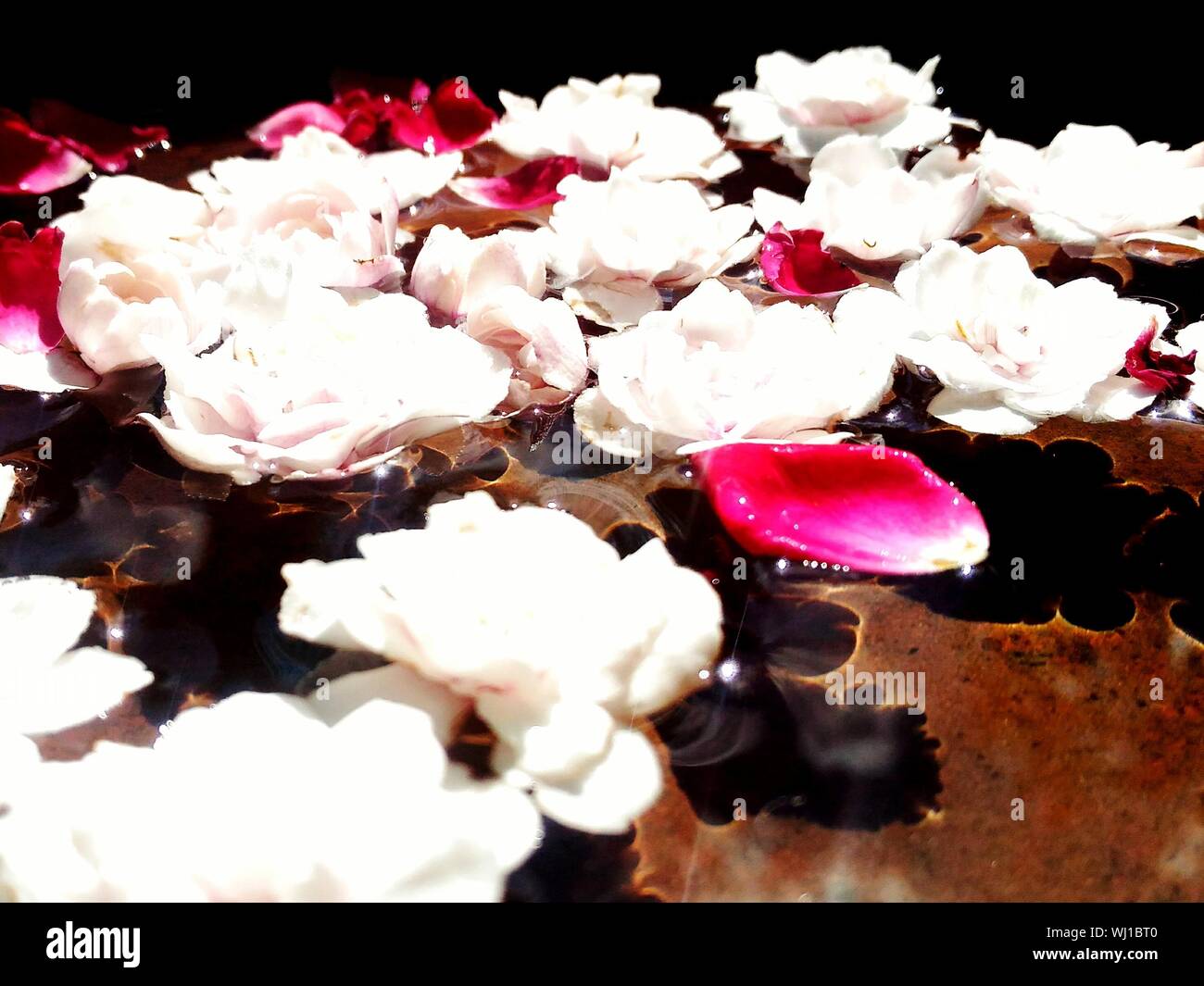 Rose petals floating in water hires stock photography and images Alamy