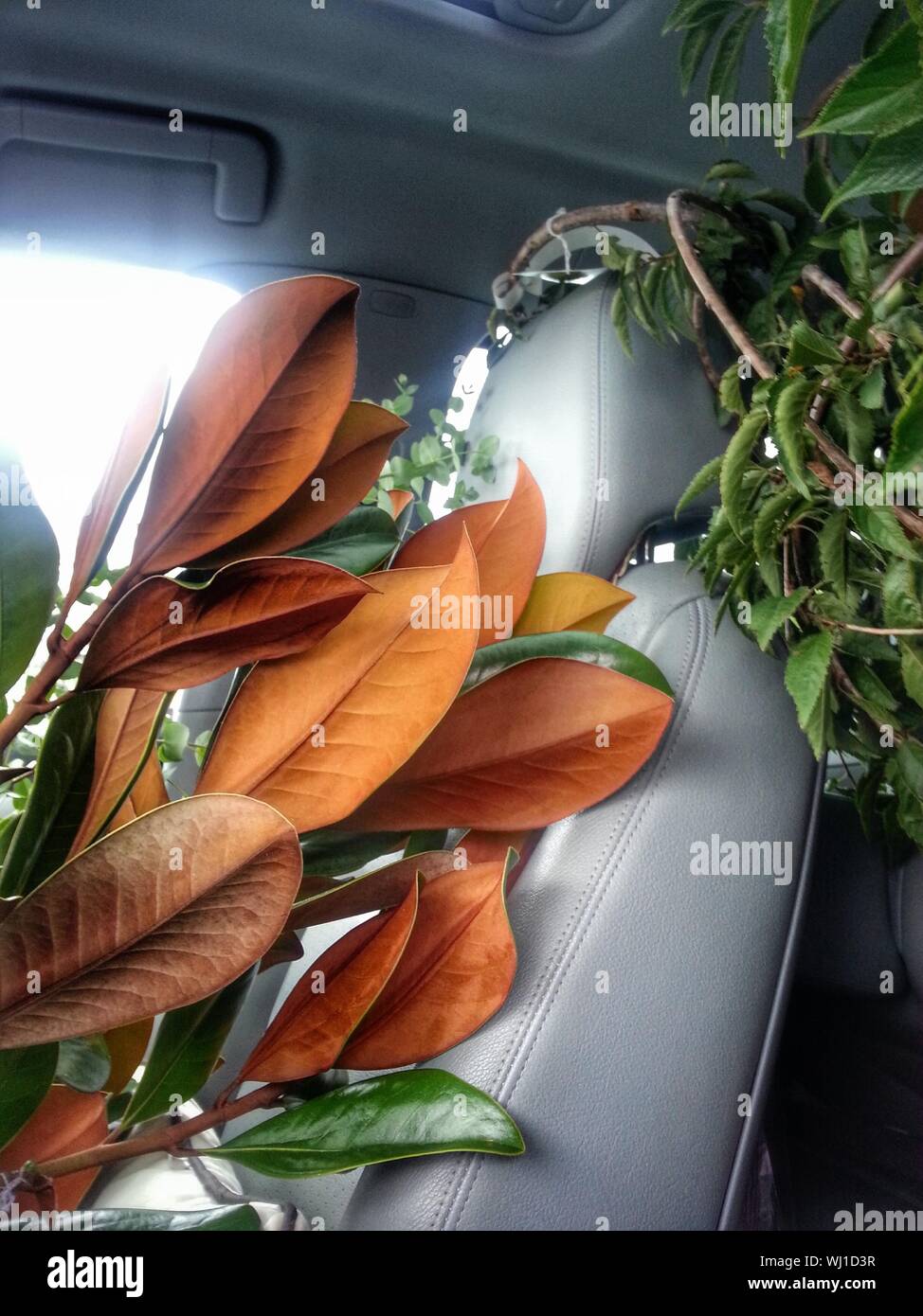 Plants In Car Stock Photo Alamy