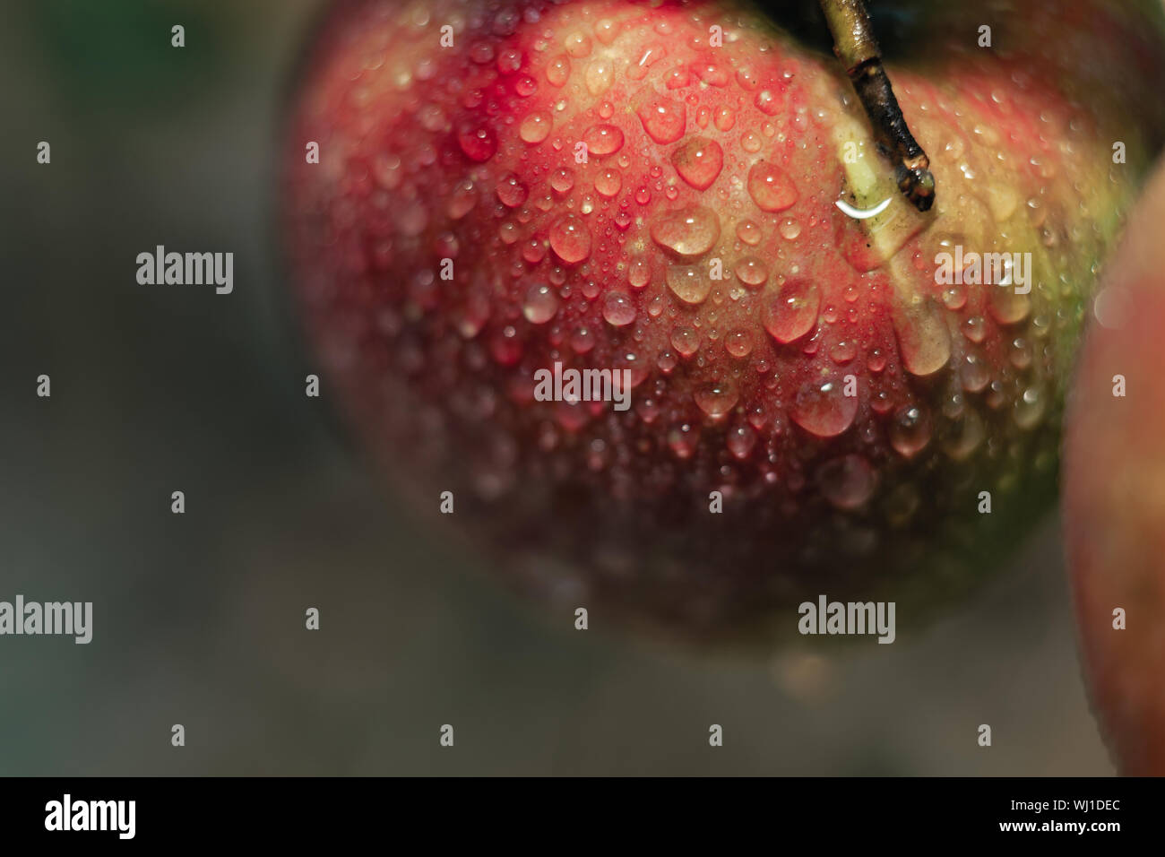Fresh red apples growing on a tree background. After the rain. Macro view Stock Photo Alamy