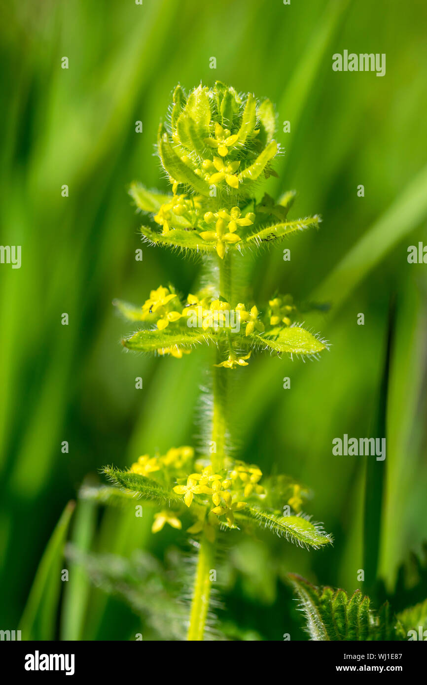 Crosswort Cruciata laevipes classed as a herbal plant growing in Cwm woods North Wales UK Stock Photo
