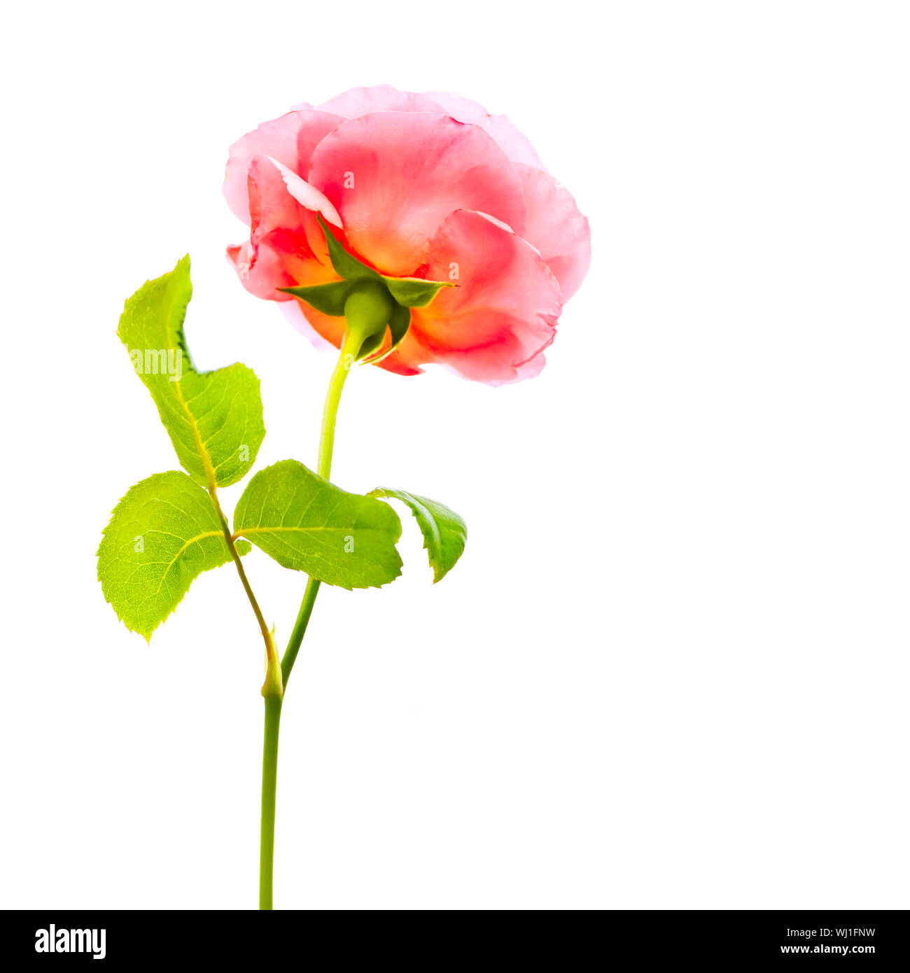 An image of a beautiful rose isolated on a white background Stock Photo ...