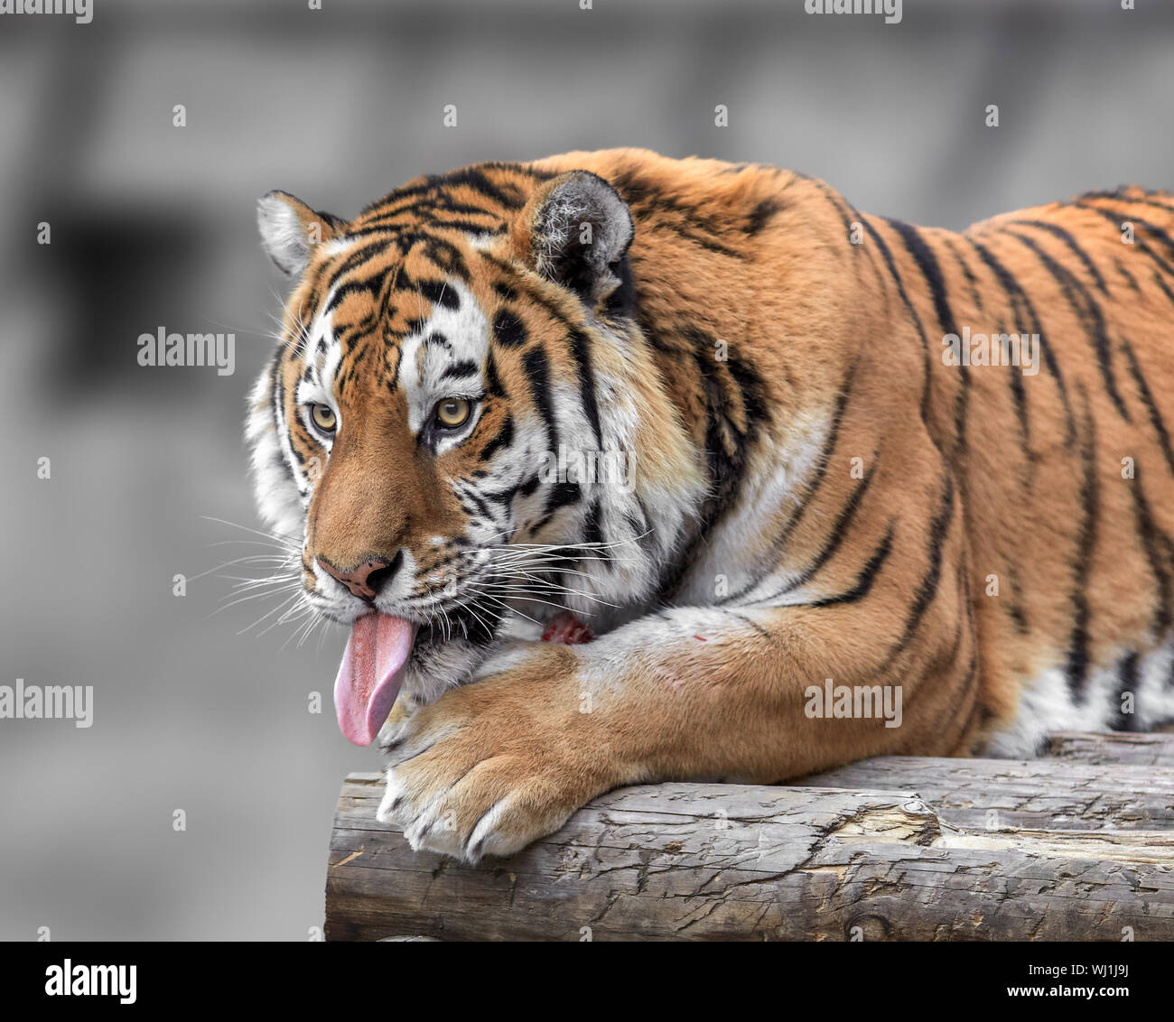 Tiger tongue hires stock photography and images Alamy
