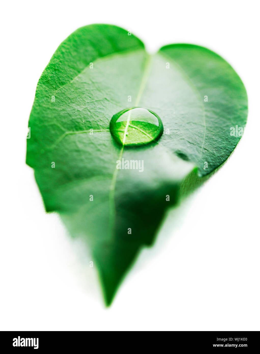 Water drop on leaf isolated on white background macro Stock Photo - Alamy
