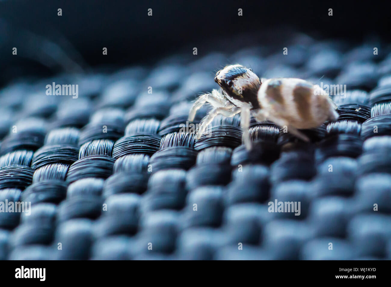 Wicker spider hires stock photography and images Alamy