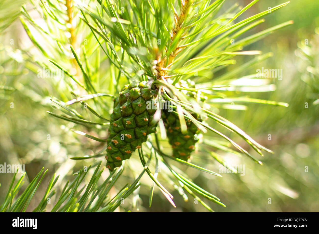 Young pine cones on a green tree branch. Coniferous evergreen pine with fruits, pine shoots, green bump close-up horizontal Stock Photo