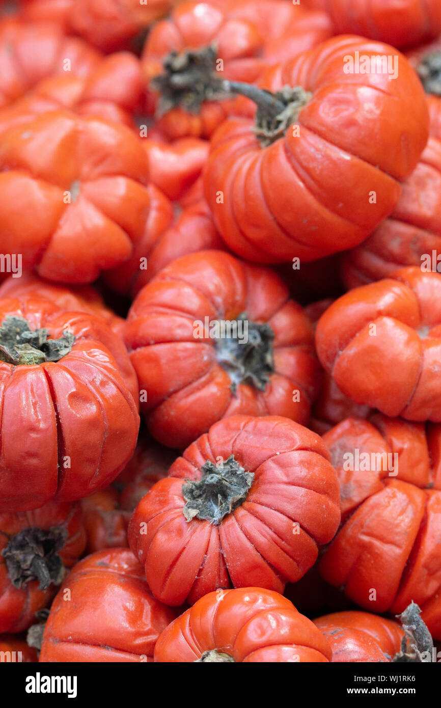 Scarlet Eggplant Plantcloseup Of Tomatoes Growing On Plant High-Res Stock  Photo - Getty Images