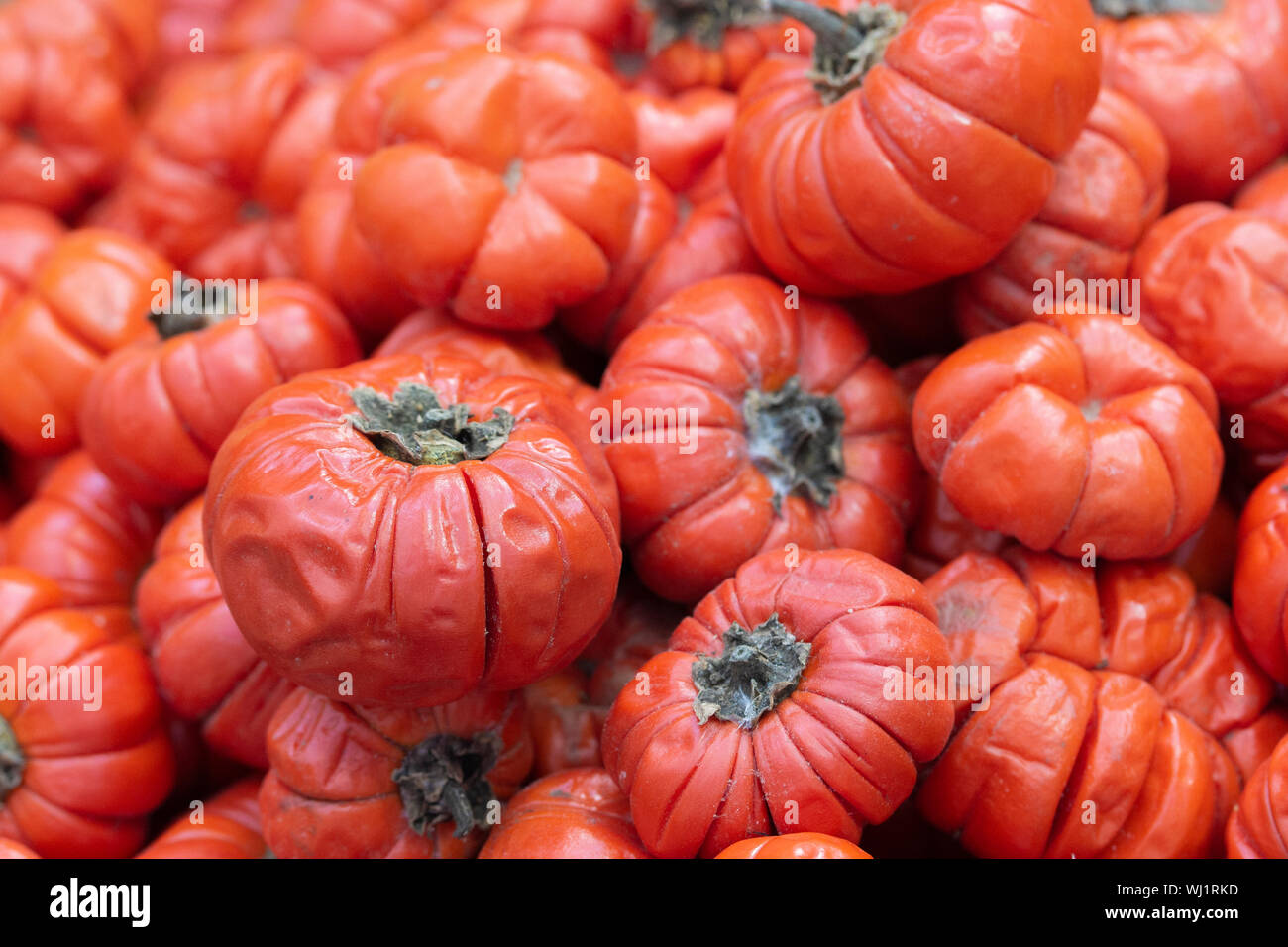 Solanum aethiopicum Jil many vegetables, Mock Tomato, Japanese Golden Eyes, wallpaper background horizontal Stock Photo