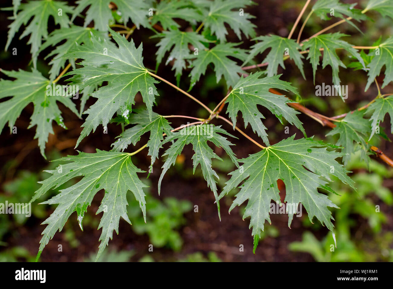 Acer saccharum, young green leaves of silver maple. Branch deciduous deciduous tree of the family Sapindaceae, beautiful carved maple leaves backgroun Stock Photo