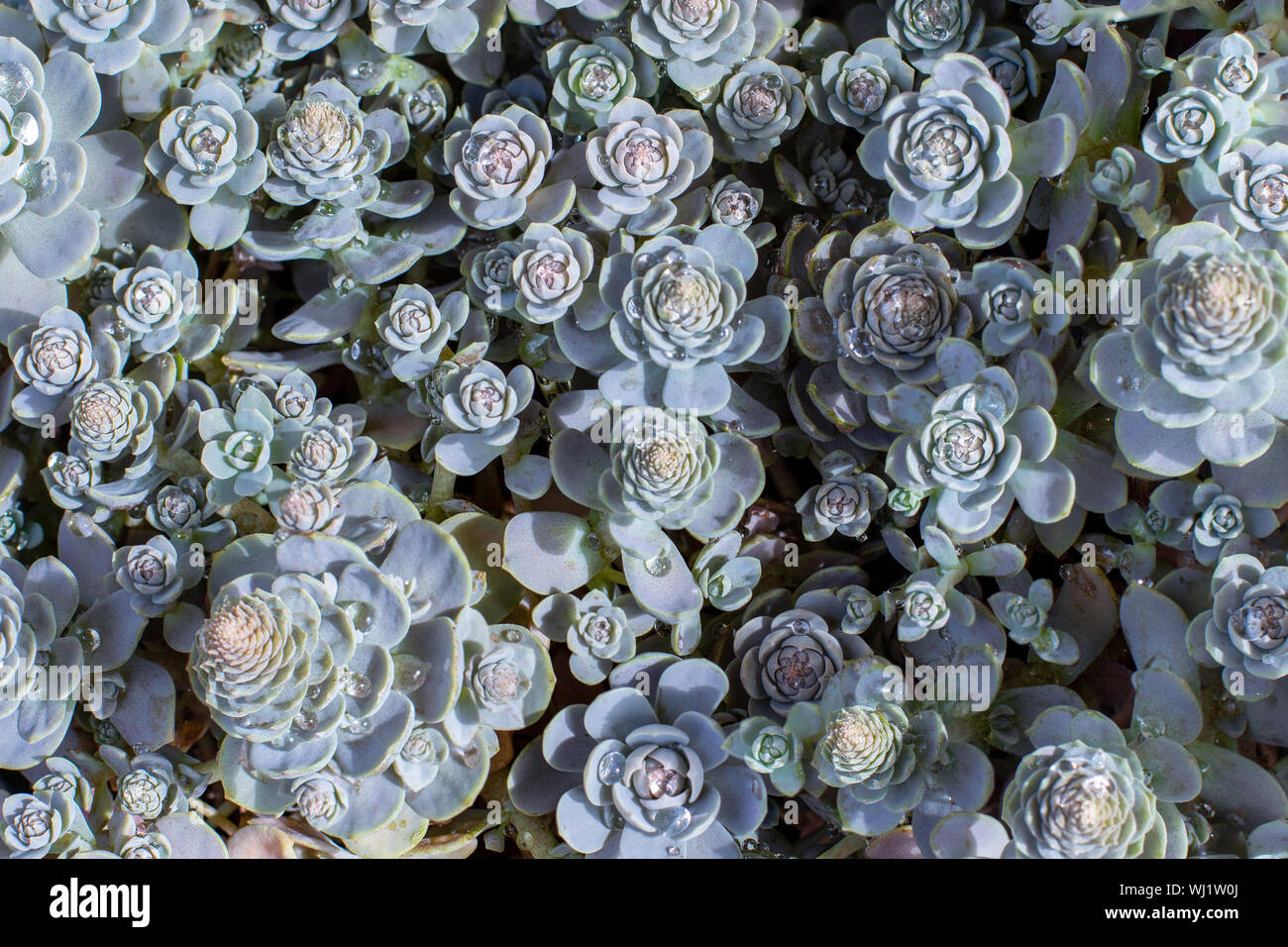 Downhill Chinese Hat silver fleshy with blue thick juicy leaves. Succulent herbaceous plants natural top view, background wallpaper Stock Photo