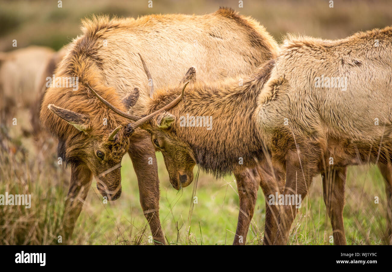 Two Elks During Confrontation Stock Photo
