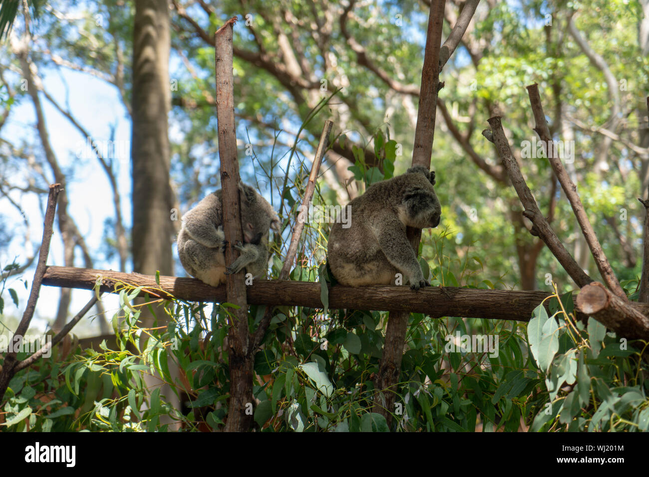 Currumbin Wildlife Sanctuary at Gold Coast, Queensland, Australia Stock Photo