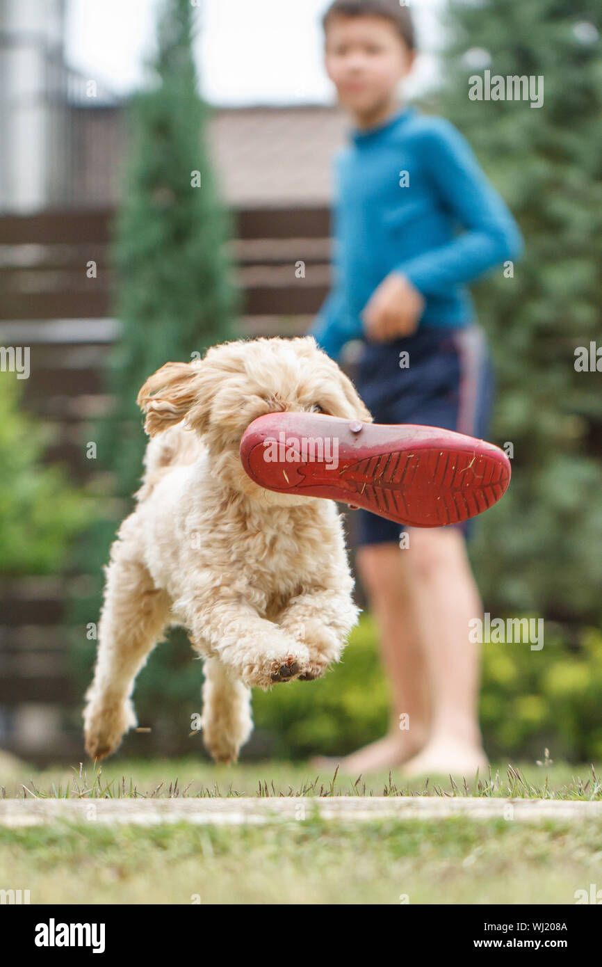 Dog shoe in mouth hires stock photography and images Alamy