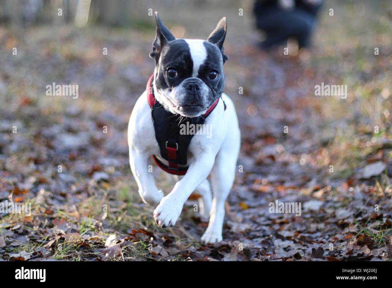 French Bulldog Running On Field At Forest Stock Photo Alamy