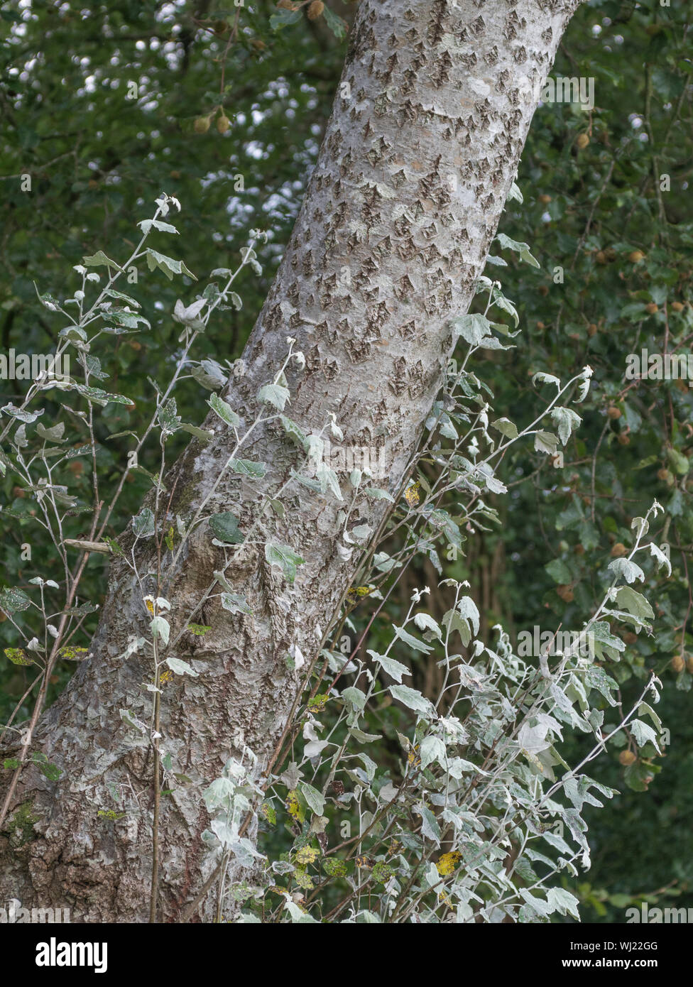 Medicinal Tree Bark High Resolution Stock Photography and Images Alamy