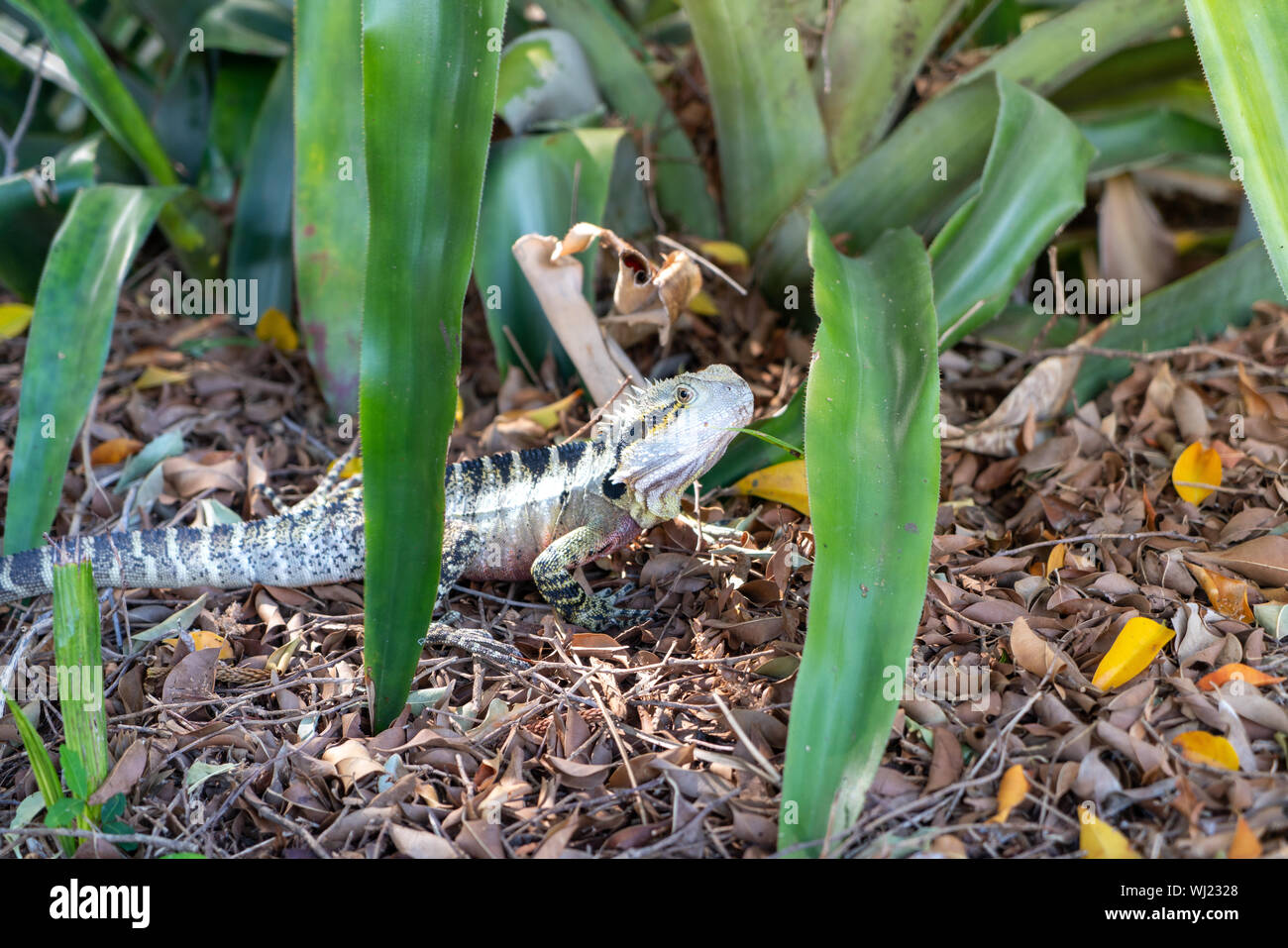 Australian Water Dragon in Brisbane Stock Photo Alamy