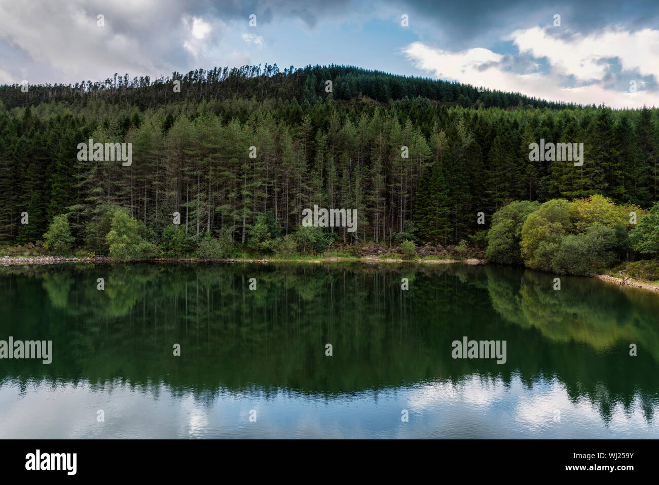 Pine forest reflected inthe lake at Llyn Tan-y-graig near Llanelltyd in Gywnedd, North Wales. Stock Photo