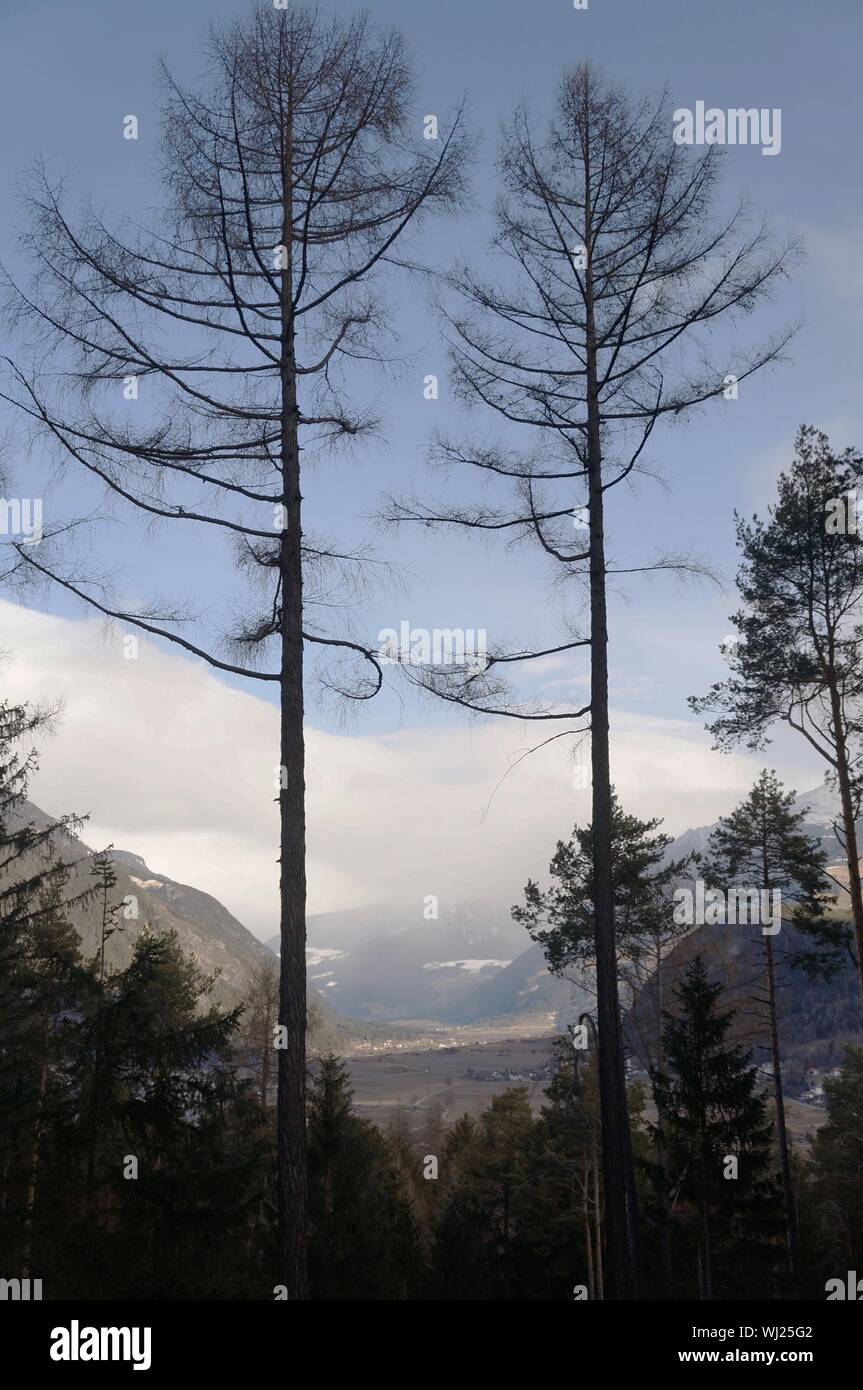 Thin tall trees hi-res stock photography and images - Alamy