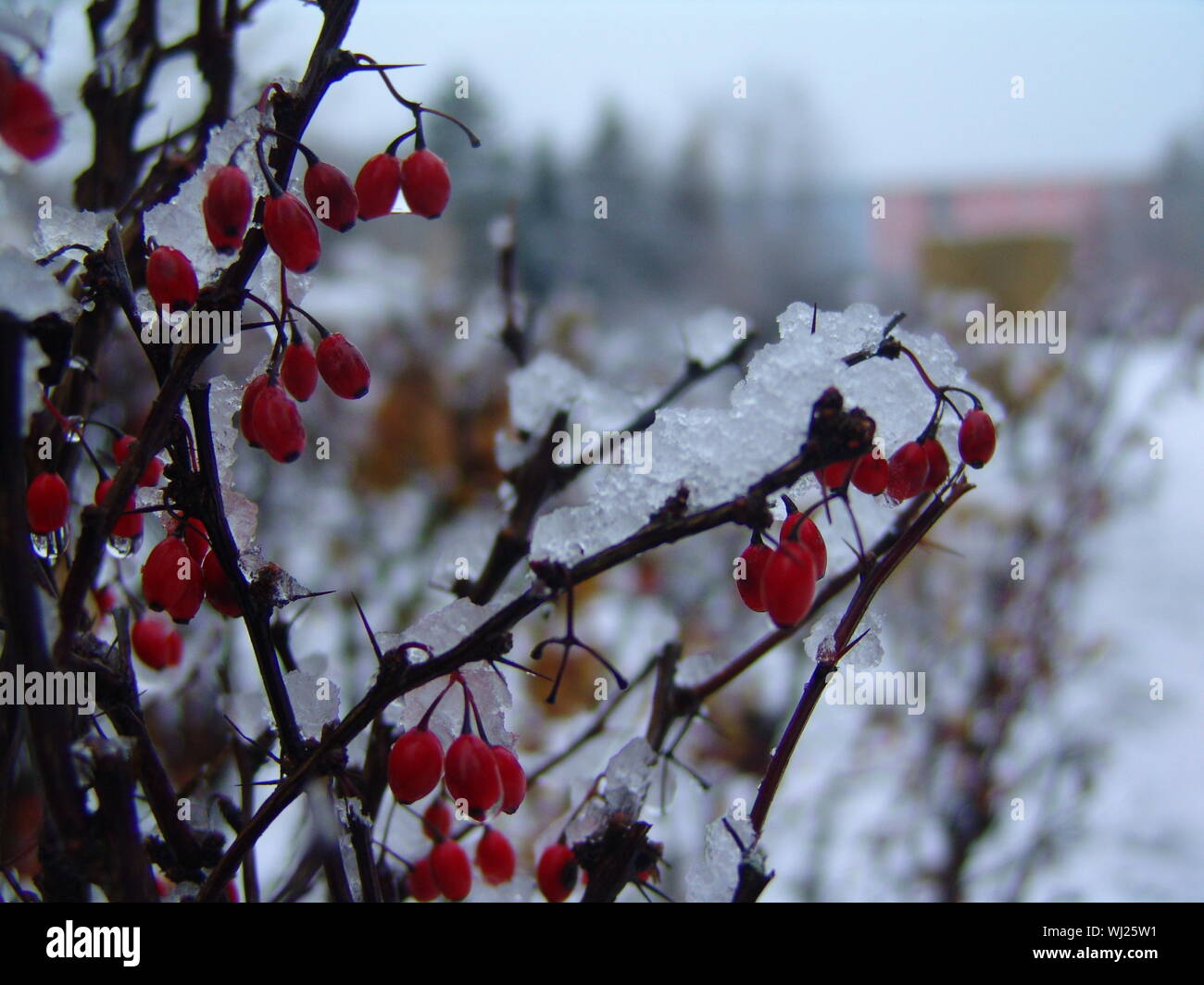photo Tree With Red Berries In Winter No Leaves alamy
