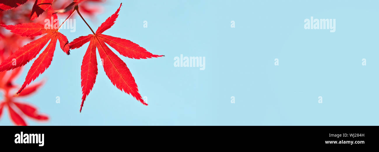 Red maple leaves, blue sky panoramic background, autumn concept Stock Photo