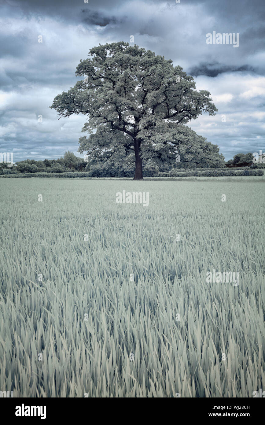 Large oak tree in a wheat field shot in false colour infrared Stock Photo