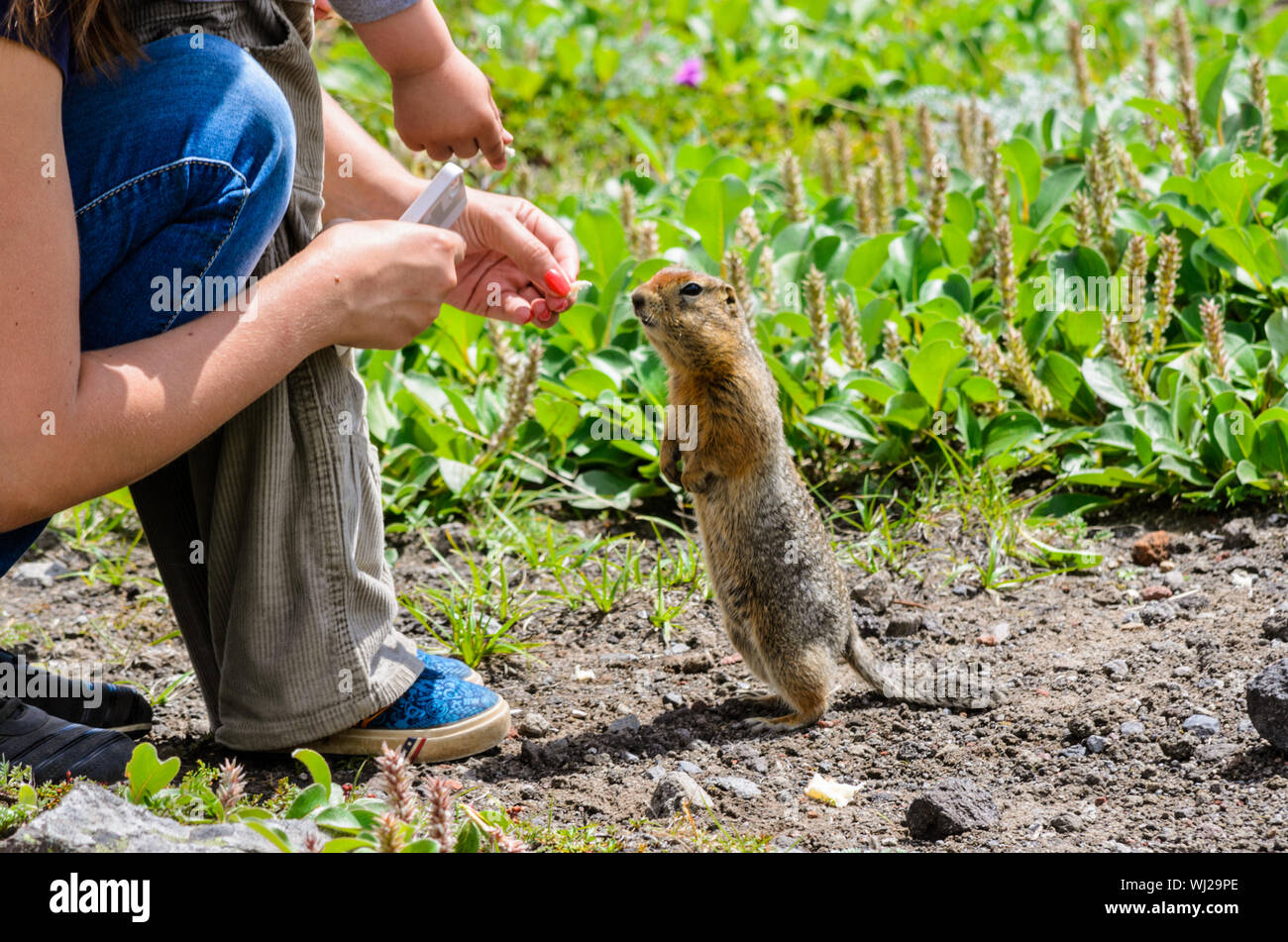 Young Woman Feeding A Squirrel Stock Photo Alamy