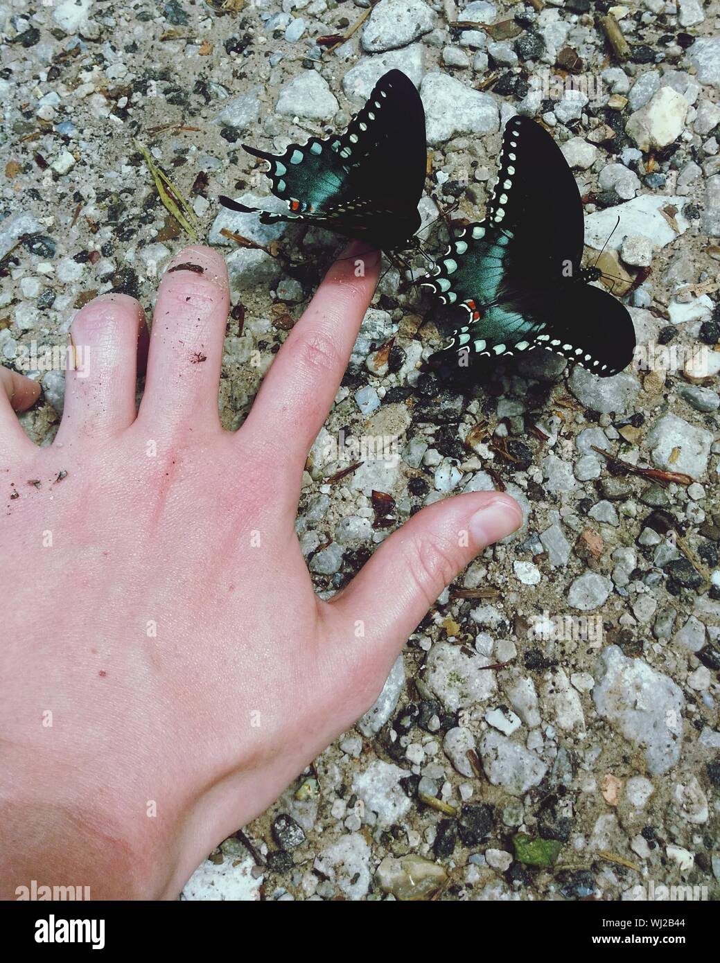Touching an insect hi-res stock photography and images - Alamy
