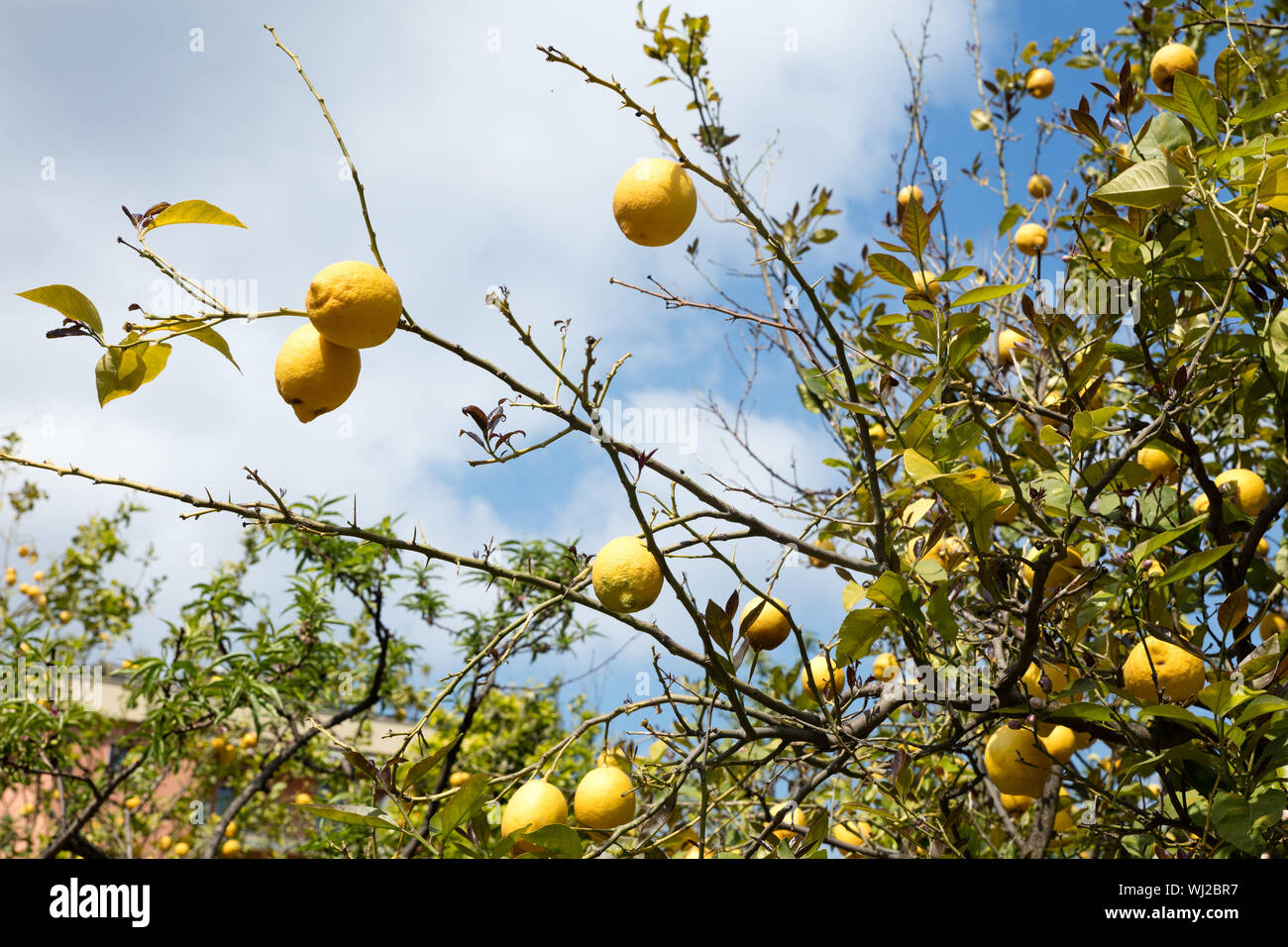 Lemons Growing On Tree Stock Photo Alamy