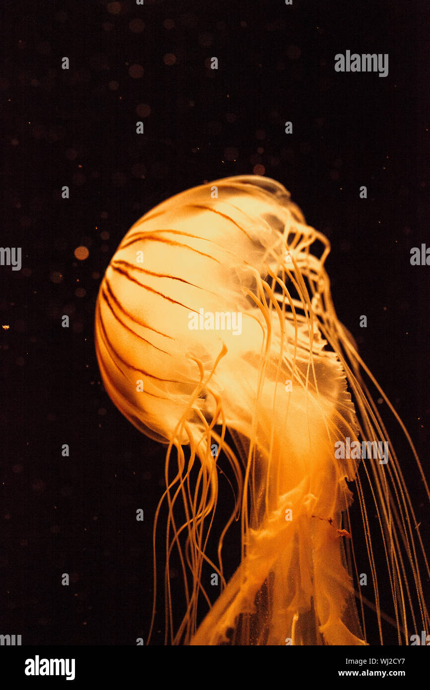 Close-up Of Illuminated Jellyfish Swimming Against Black Background Stock Photo