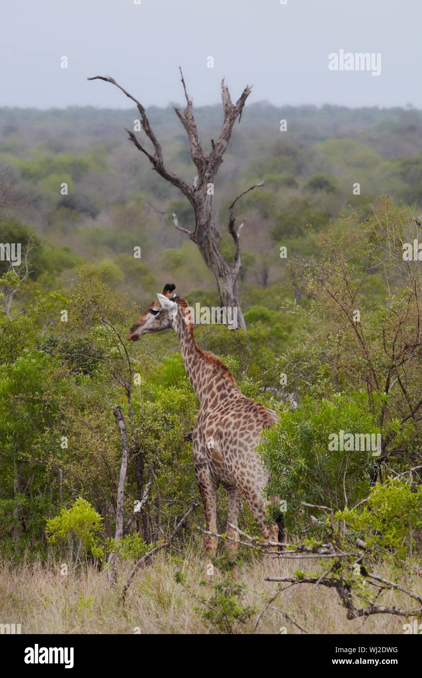 South african giraffe stands hi-res stock photography and images - Alamy
