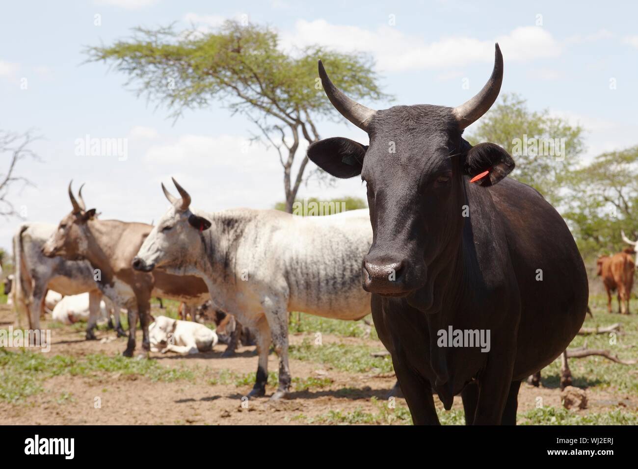 Herd of nguni cattle Stock Photo