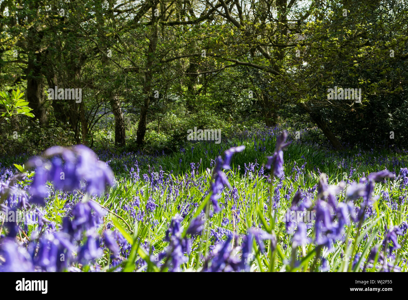 Hyacinth Tree Stock Photos & Hyacinth Tree Stock Images Alamy