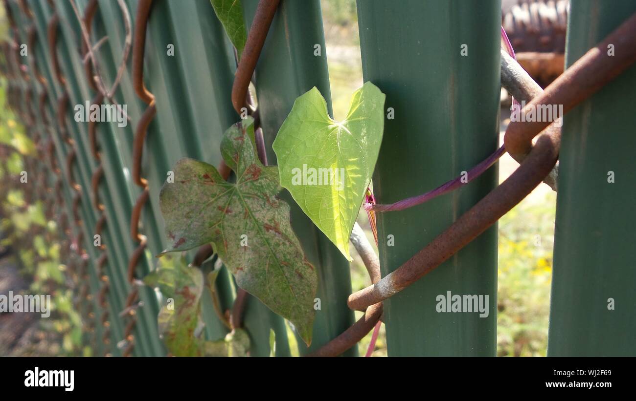 Ivy Growing On Fence High Resolution Stock Photography and Images - Alamy