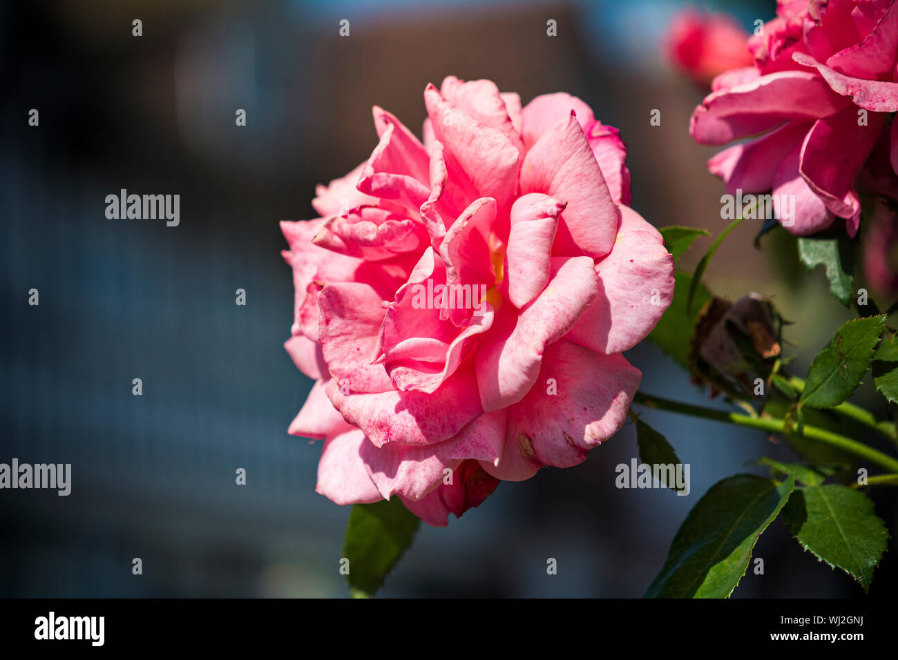 Pink rose by roadside at Fletching in Sussex Stock Photo