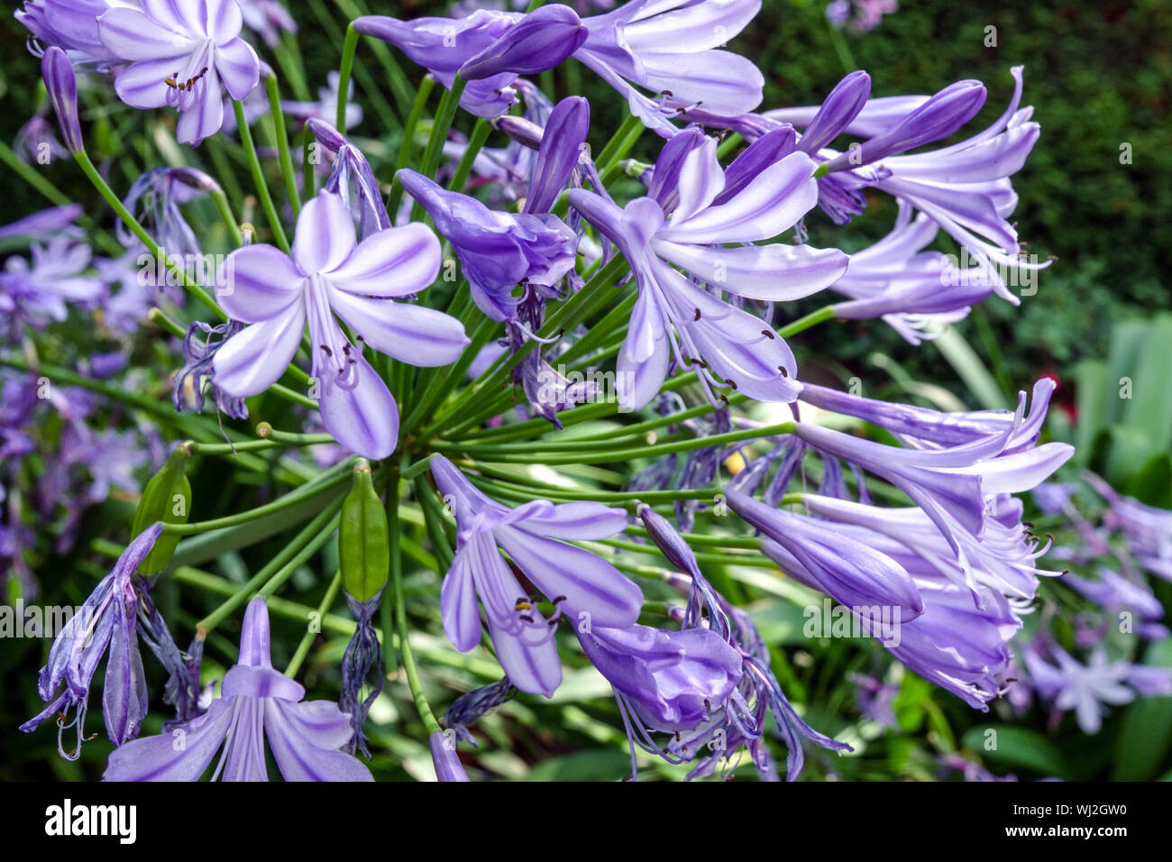 Lily of the Nile, Agapanthus 'Maleny Blue', African Blue Lily close up flowers Stock Photo