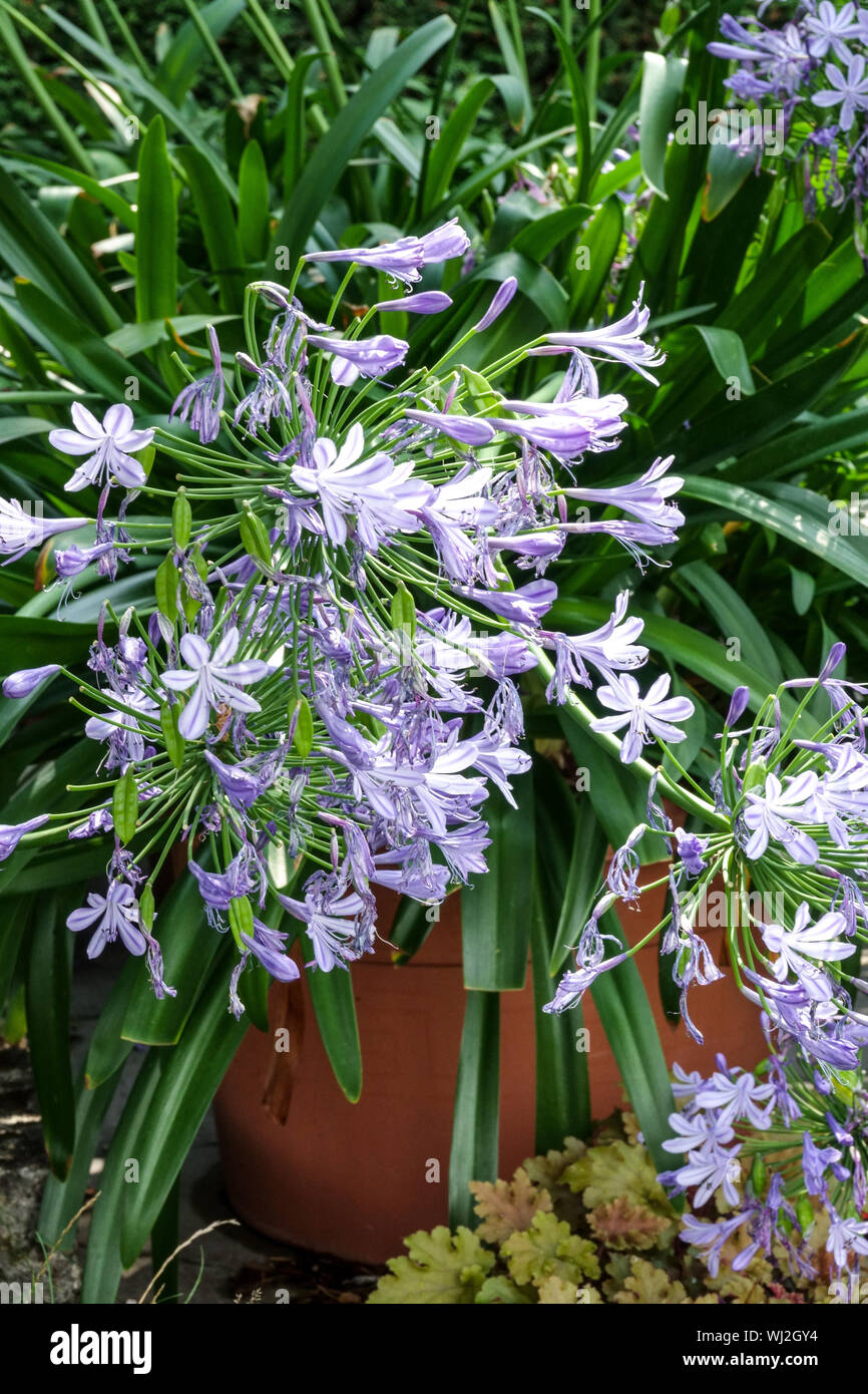 Lily of the Nile, Agapanthus 'Maleny Blue', African Blue Lily in pot Stock Photo