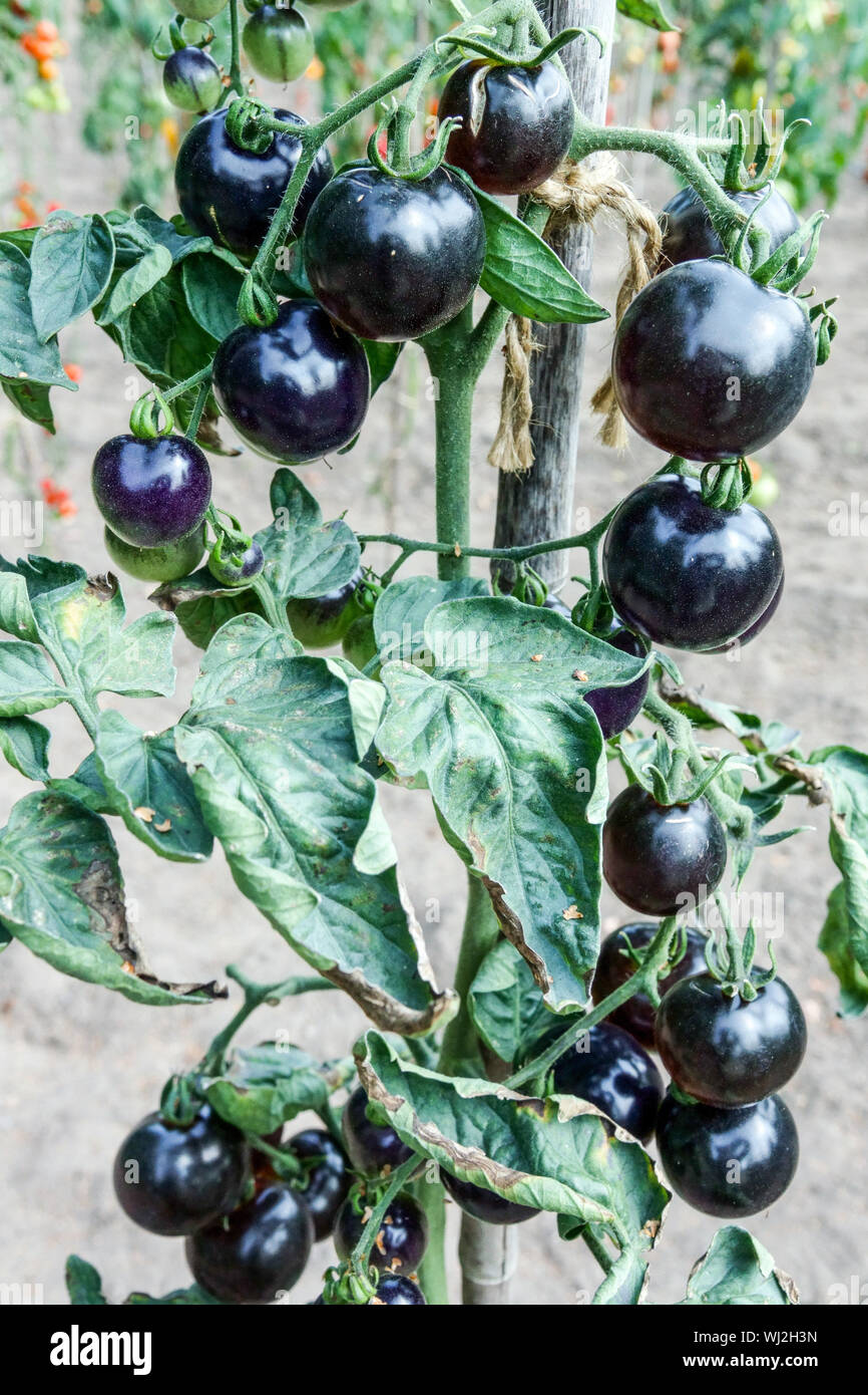 Solanum lycopersicum 'Indigo Rose' grow tomatoes in the garden Stock Photo
