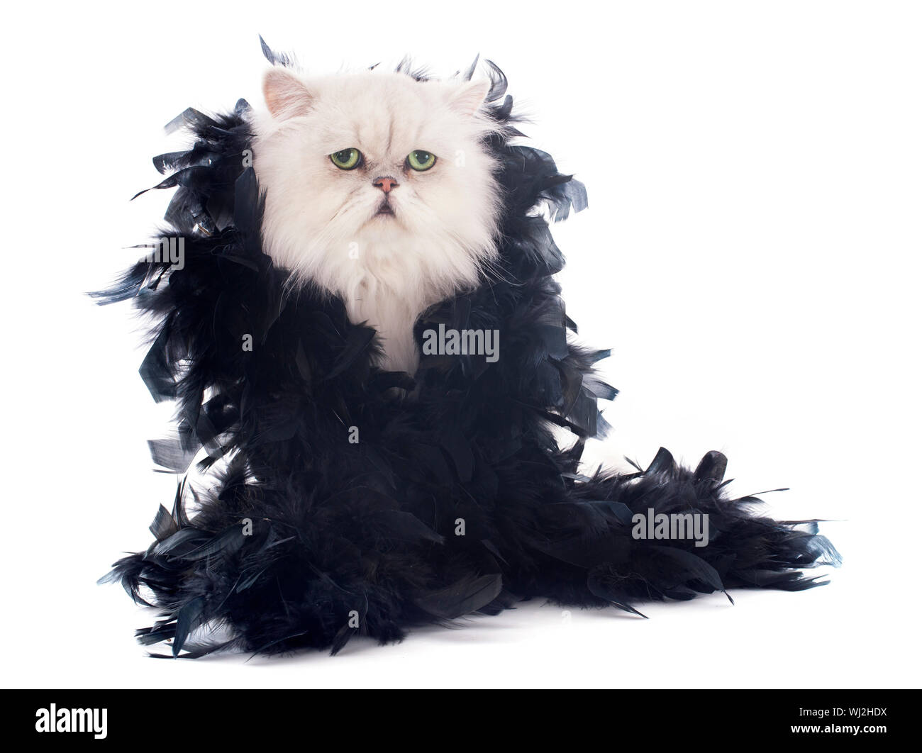 Black fur boa hi-res stock photography and images - Alamy