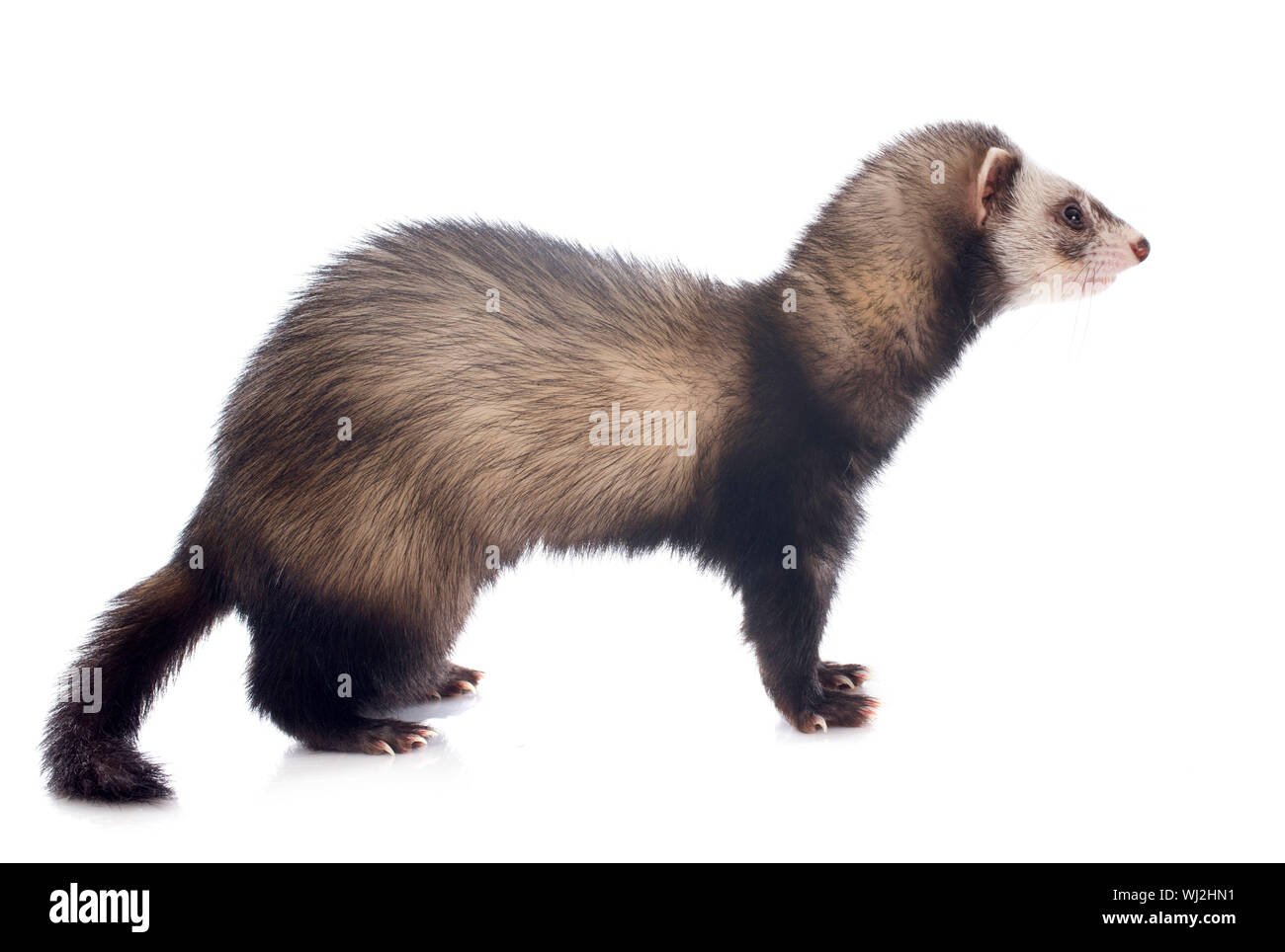 brown ferret in front of white background Stock Photo