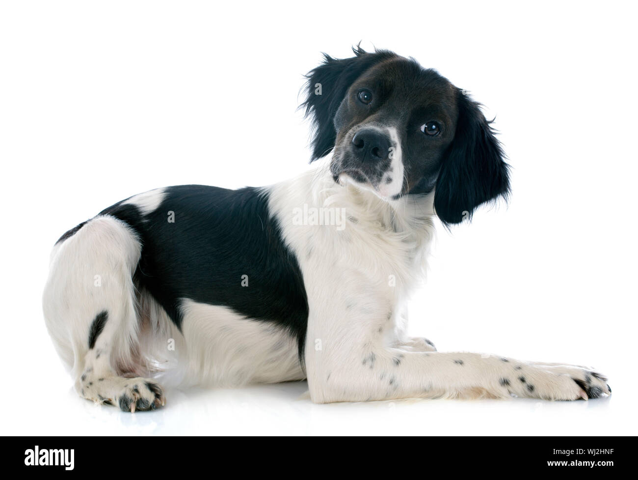 portrait of a brittany spaniel in front of white background Stock Photo ...