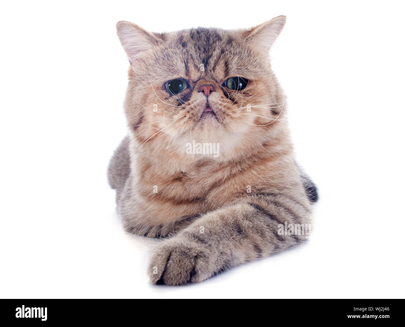 Exotic Shorthair Cat In Front Of White Background Stock Photo